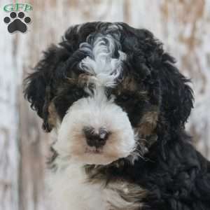 India, Mini Bernedoodle Puppy
